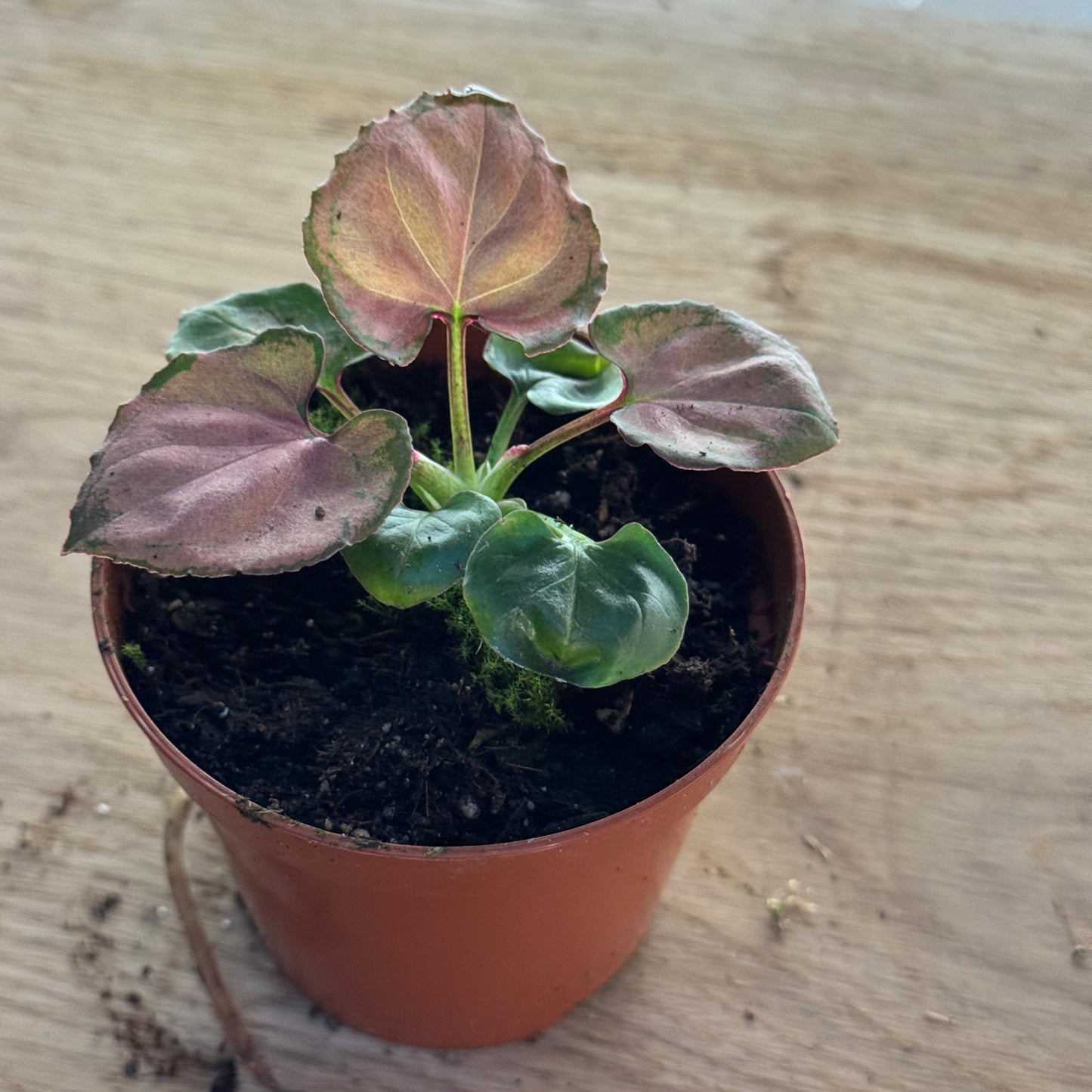Syngonium 'Orm Nak' | Purpurtute
