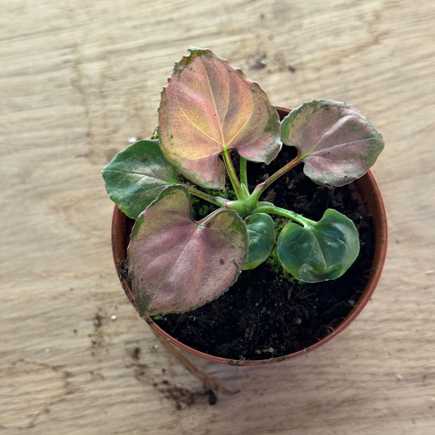 Syngonium 'Orm Nak' | Purpurtute