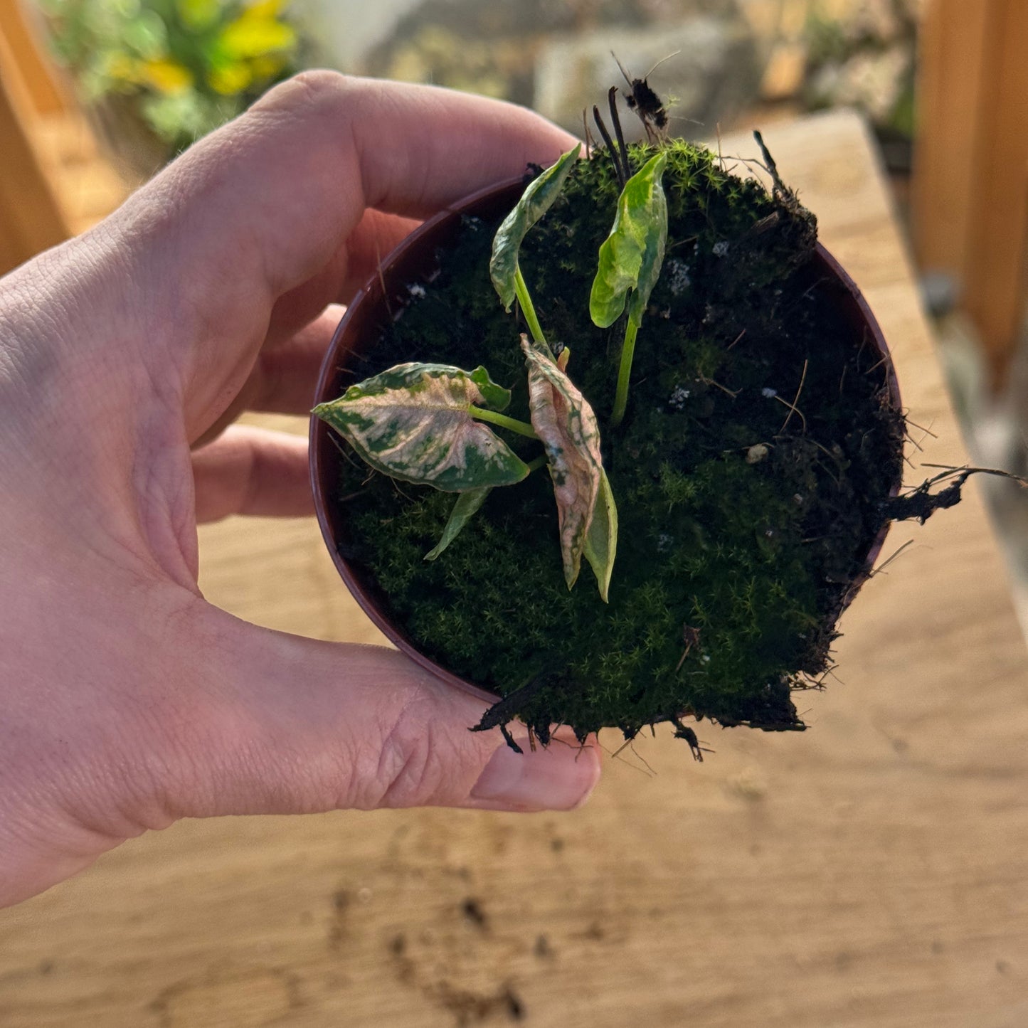 Syngonium 'Pink Rolli' | Purpurtute