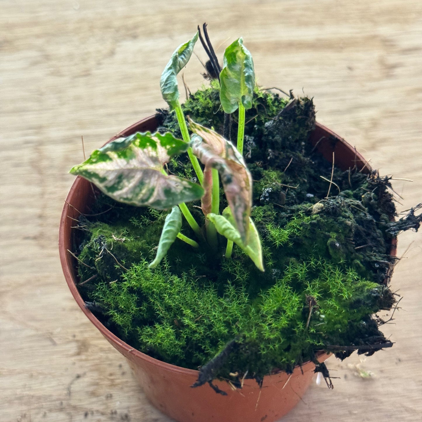 Syngonium 'Pink Rolli' | Purpurtute