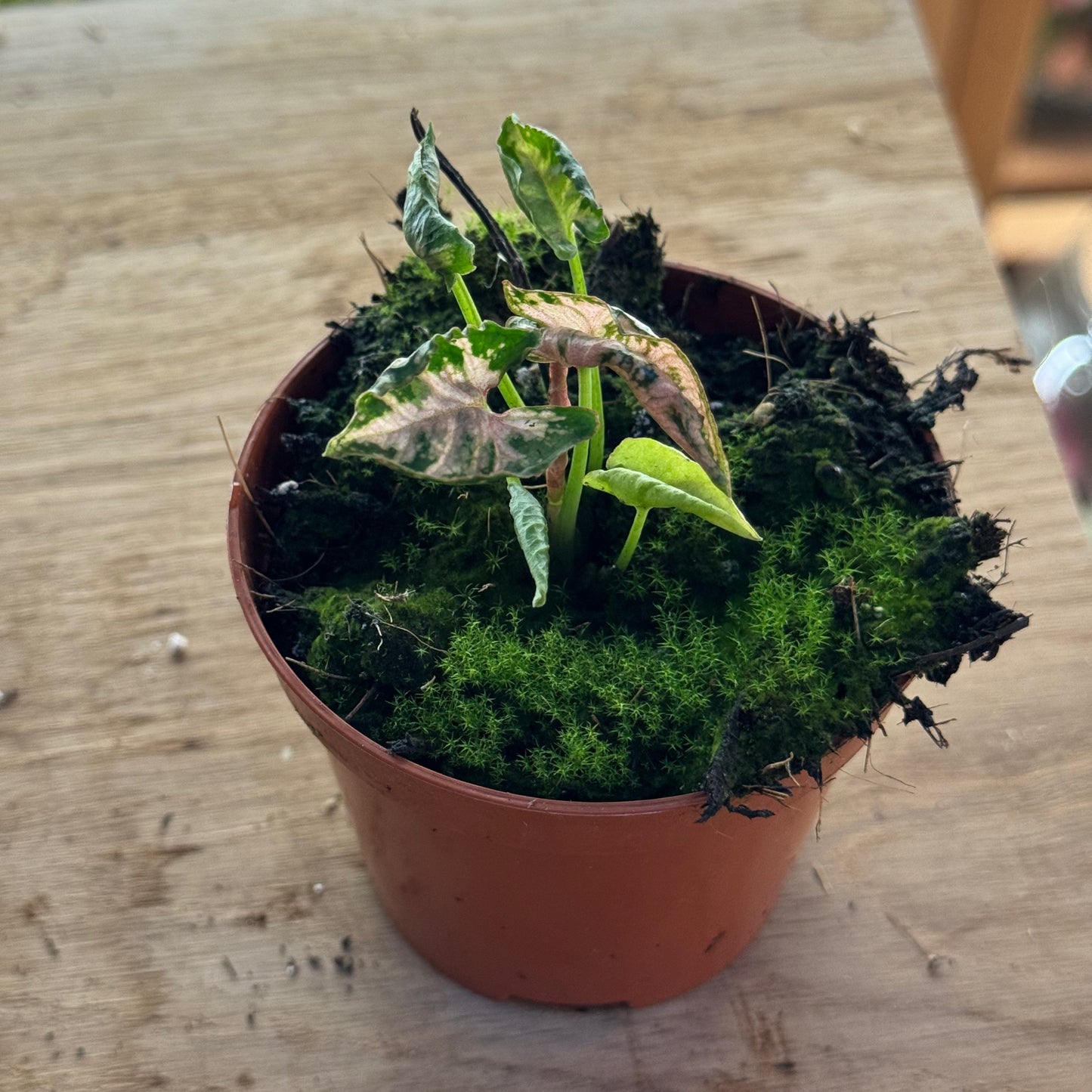 Syngonium 'Pink Rolli' | Purpurtute