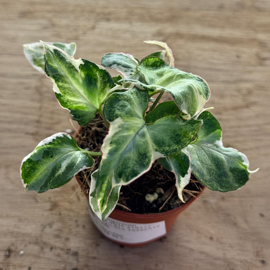 Syngonium 'Starlite' | Purpurtute