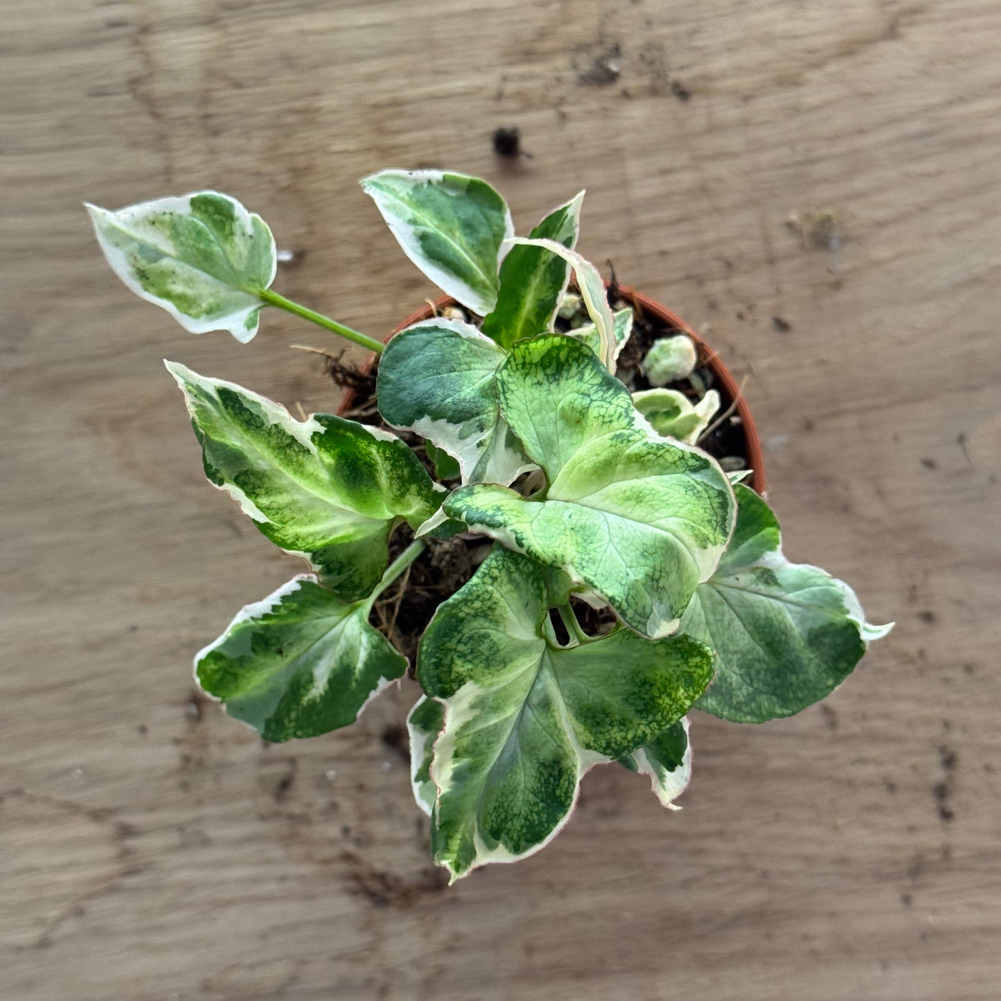 Syngonium 'Starlite' | Purpurtute