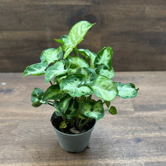 Syngonium podophyllum 'Pixie' | Purpurtute