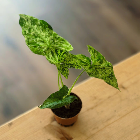 Syngonium podophyllum‚Mottled‘ | Gefleckte Pfeilwurzel