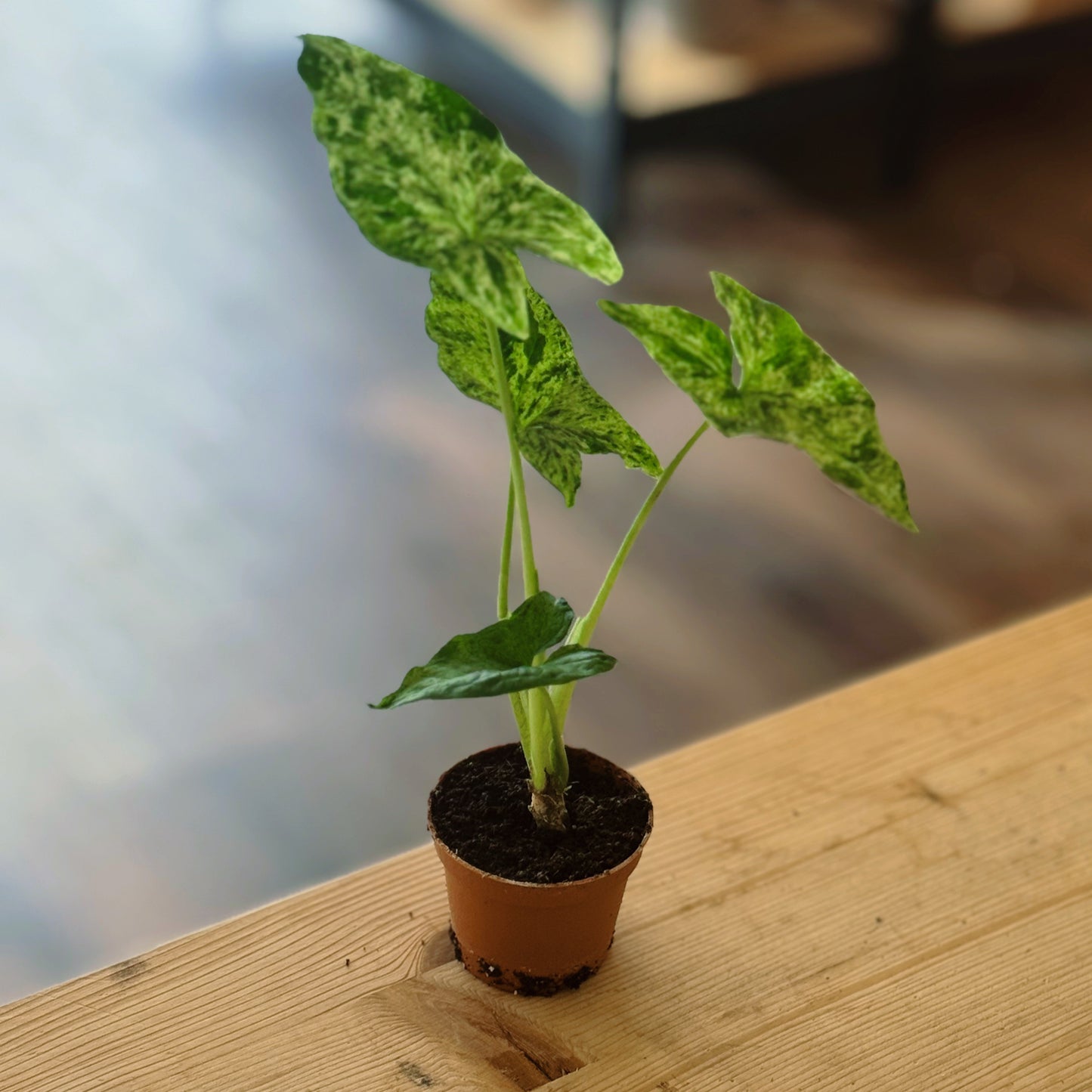 Syngonium podophyllum‚Mottled‘ | Gefleckte Pfeilwurzel
