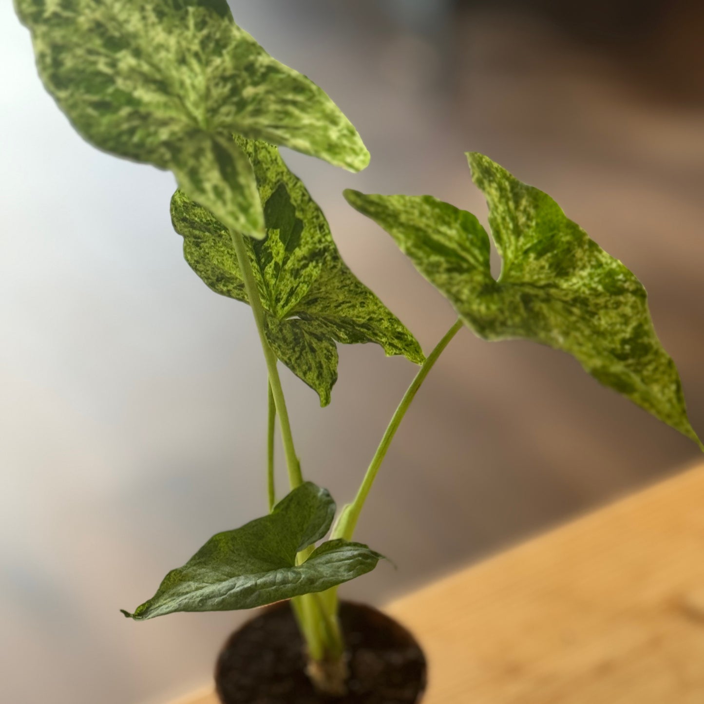 Syngonium podophyllum‚Mottled‘ | Gefleckte Pfeilwurzel
