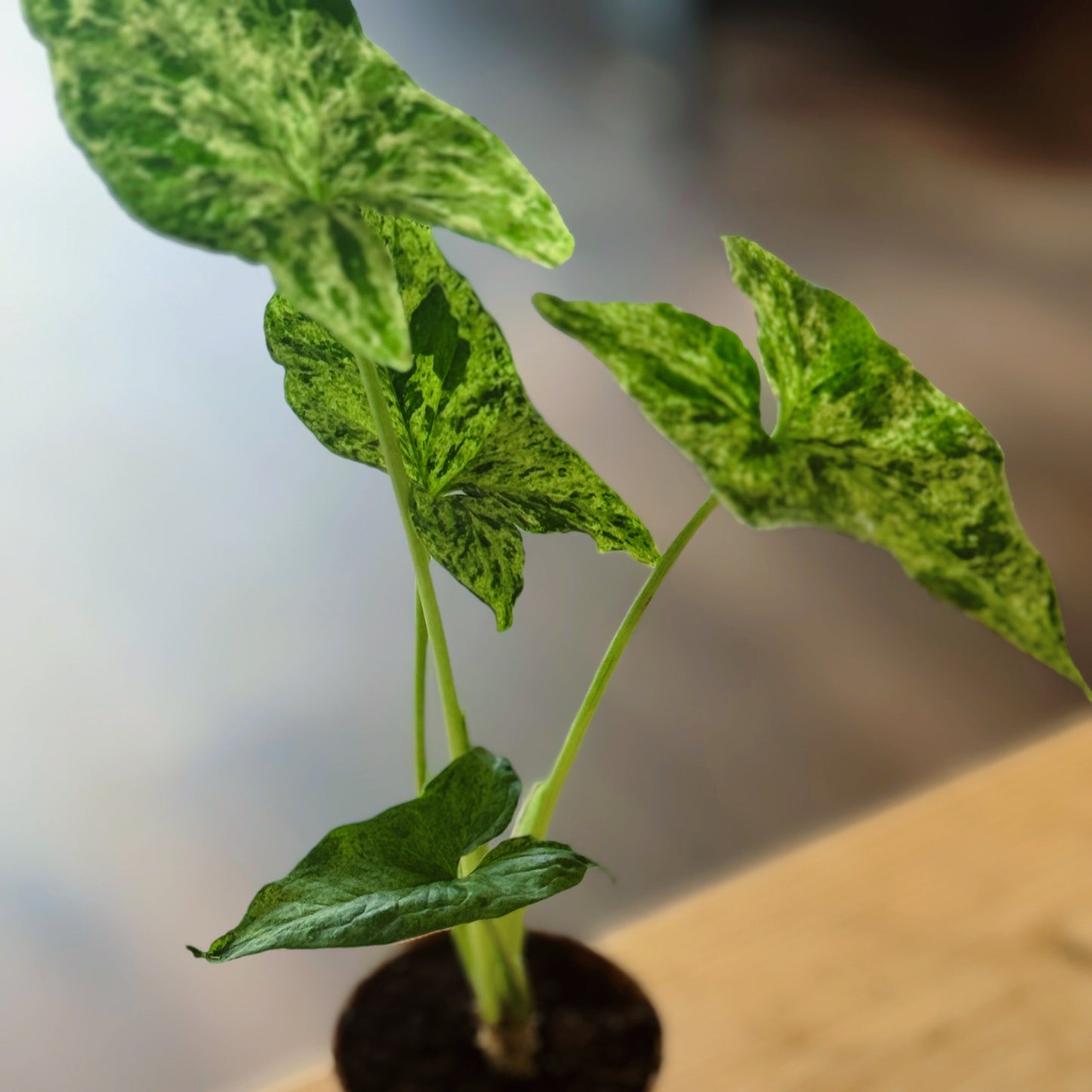 Syngonium podophyllum‚Mottled‘ | Gefleckte Pfeilwurzel