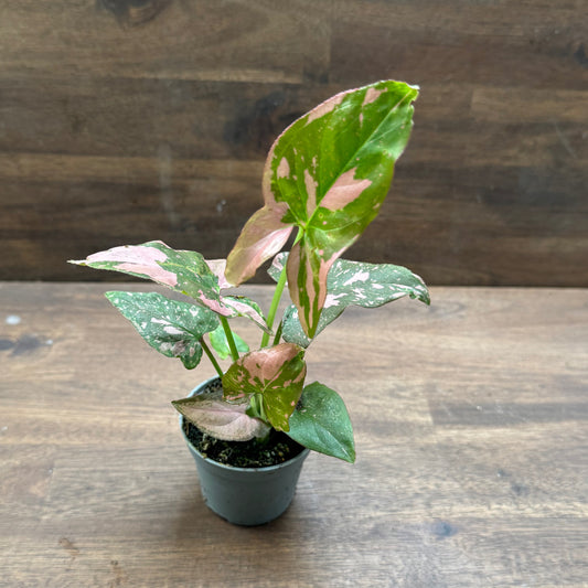 Syngonium podophyllum 'Pink Splash' | Purpurtute