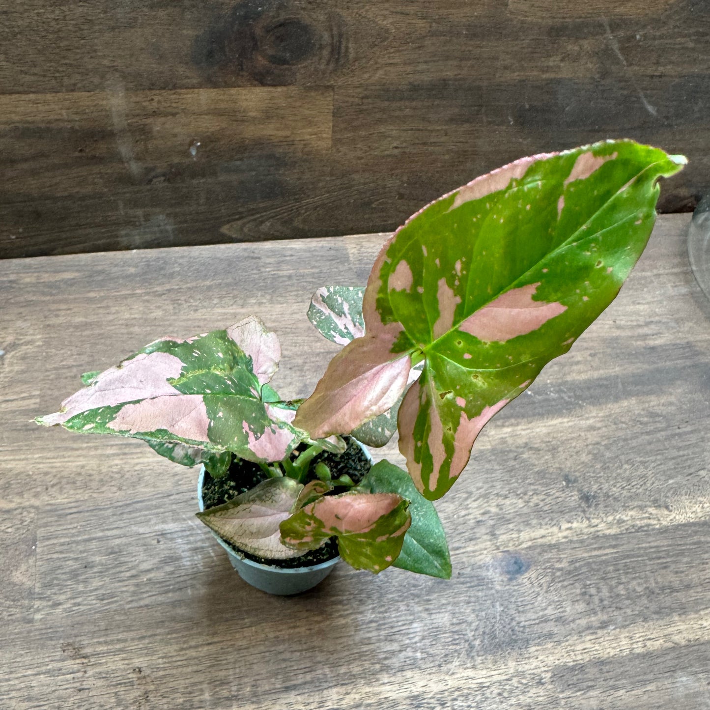 Syngonium podophyllum 'Pink Splash' | Purpurtute