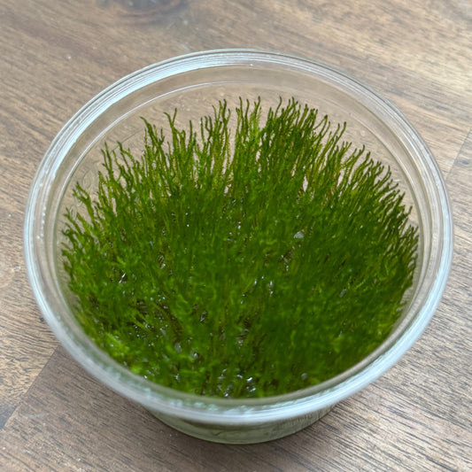 Taxiphyllum alternans 'Taiwan moss' | Invitro