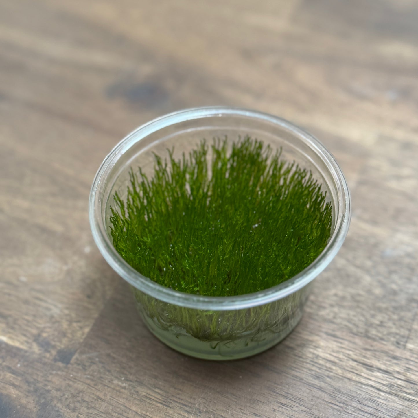 Taxiphyllum alternans 'Taiwan moss' | Invitro