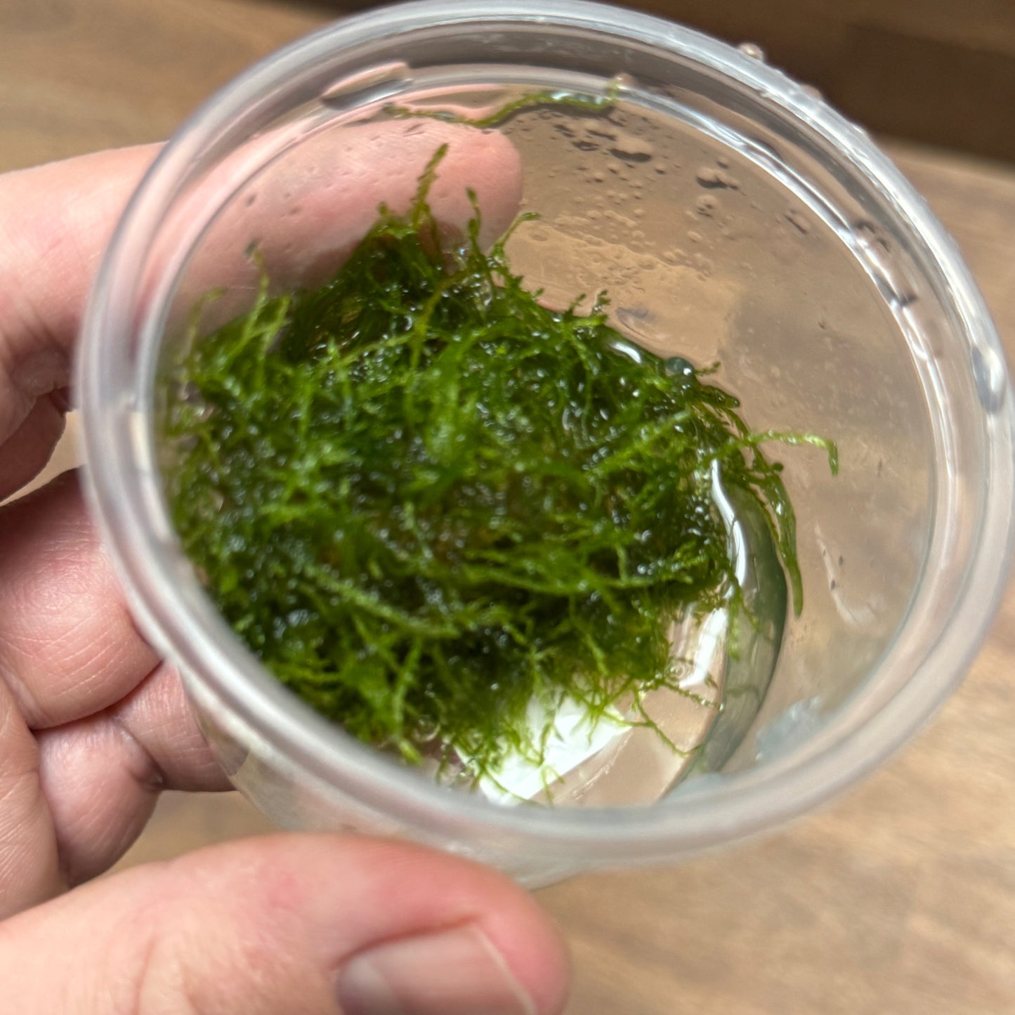 Taxiphyllum barbieri | Javamoos | Bogormoos | Invitro