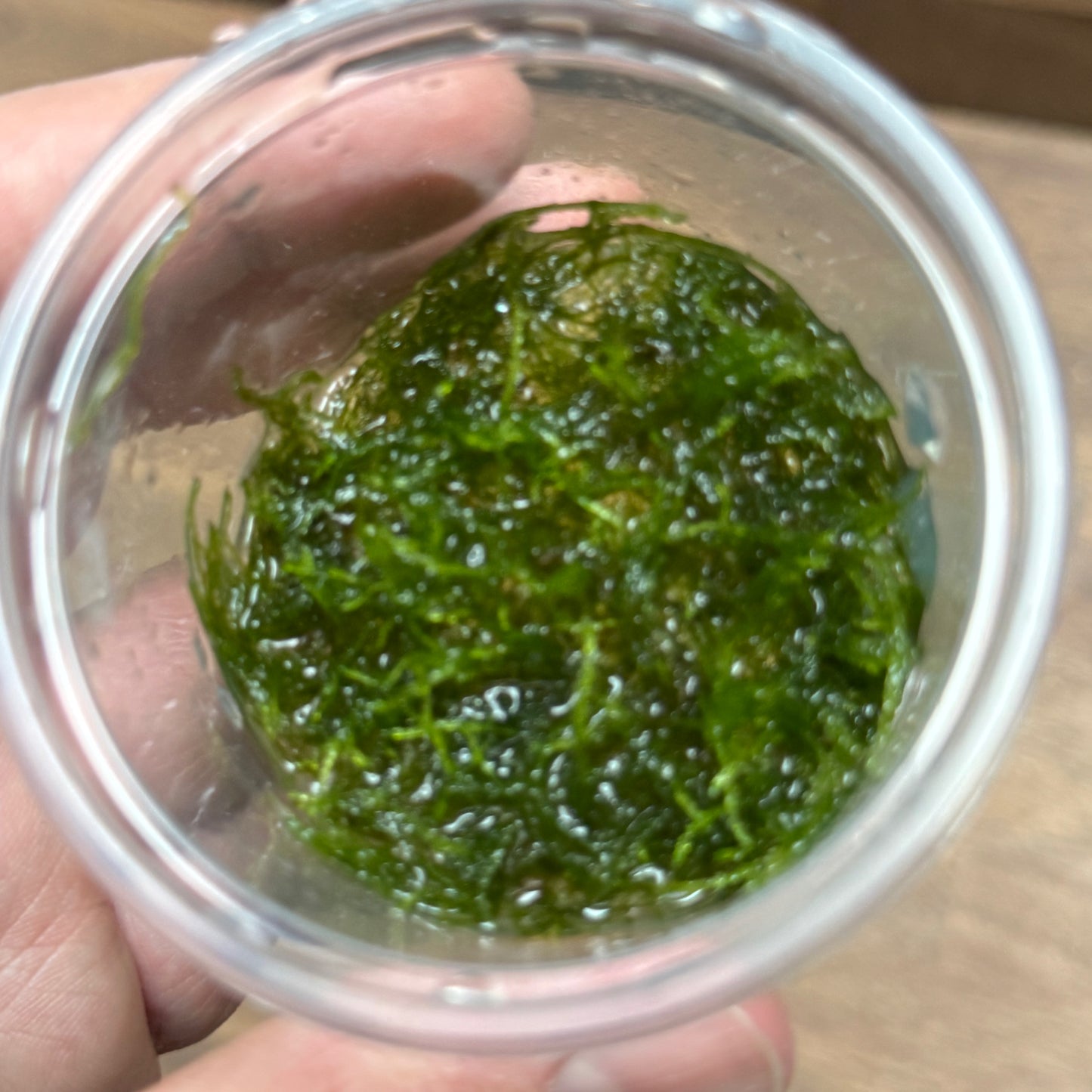 Taxiphyllum barbieri | Javamoos | Bogormoos | Invitro