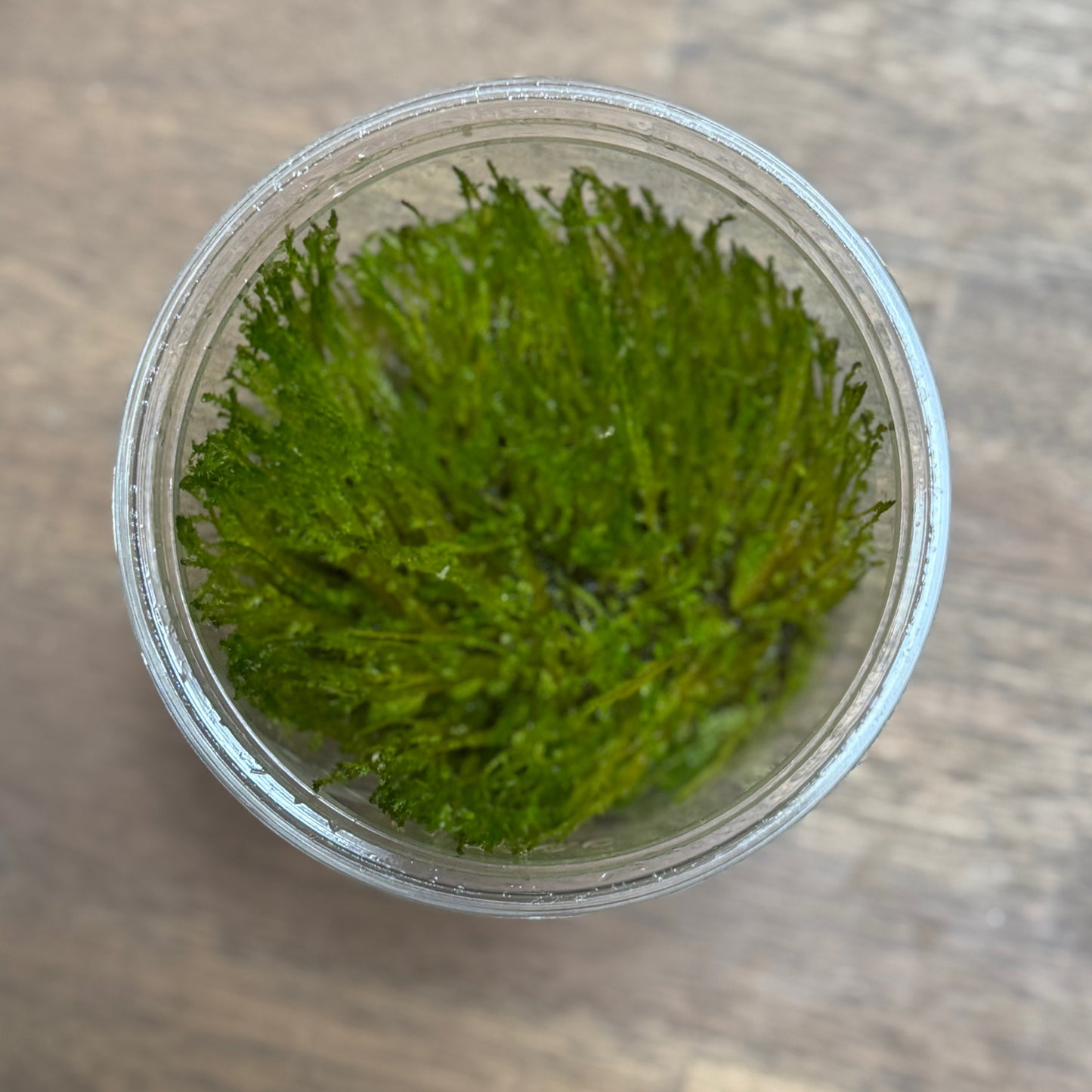 Taxiphyllum sp. 'Spiky moss' | Invitro