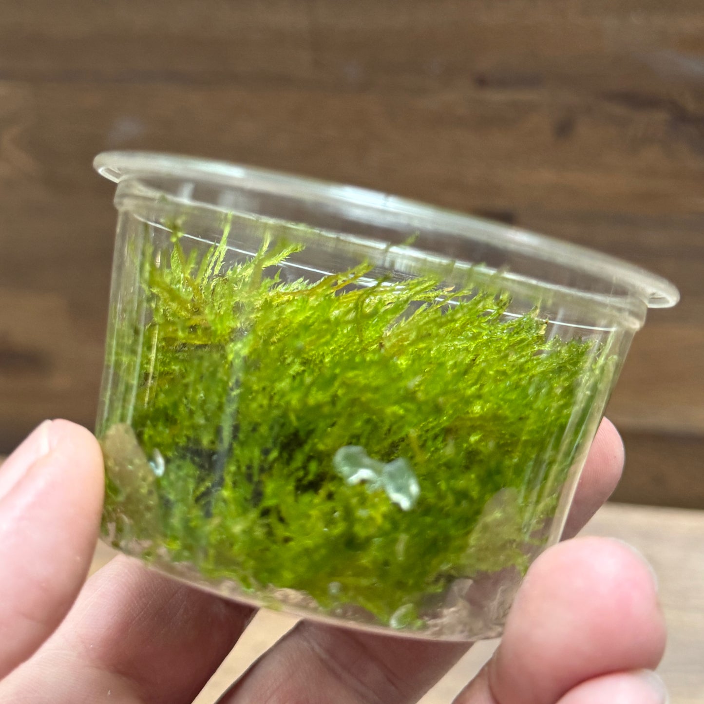 Taxiphyllum sp. 'Spiky moss' | Invitro