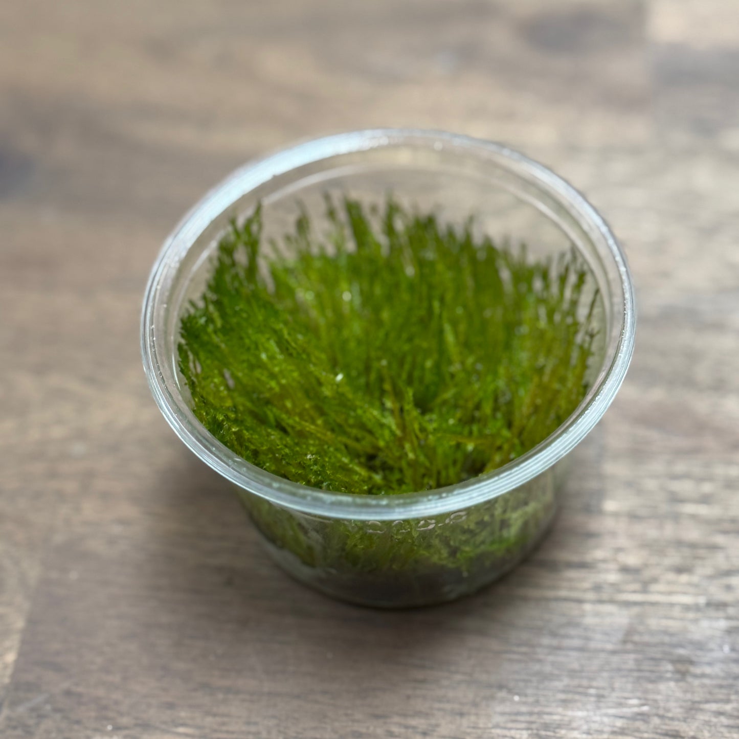 Taxiphyllum sp. 'Spiky moss' | Invitro