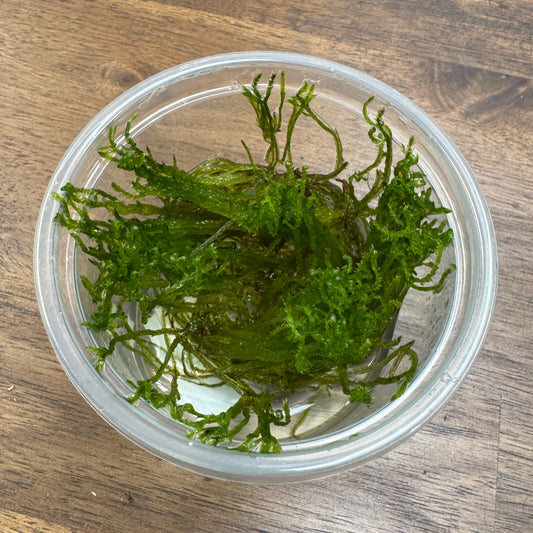 Taxiphyllum sp. 'Flame moss' | Invitro