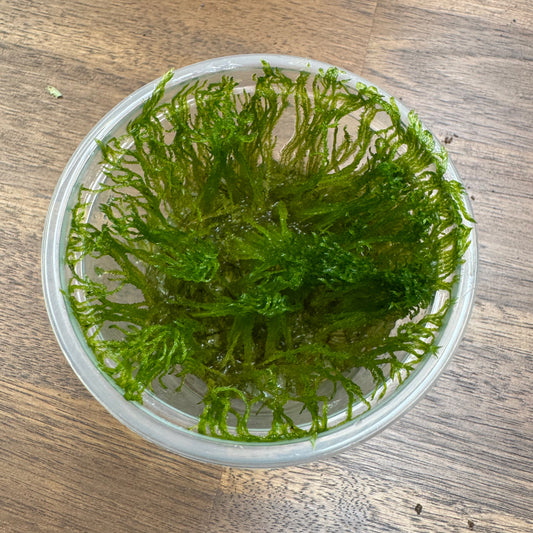 Taxiphyllum sp. 'Spiky moss' | Invitro