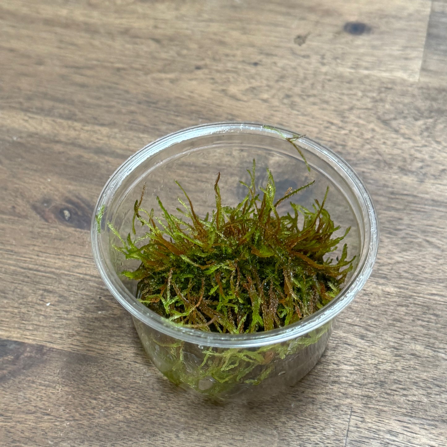 Vesicularia ferriei | Invitro