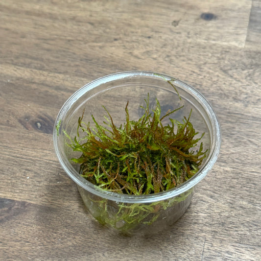Vesicularia ferriei | Invitro