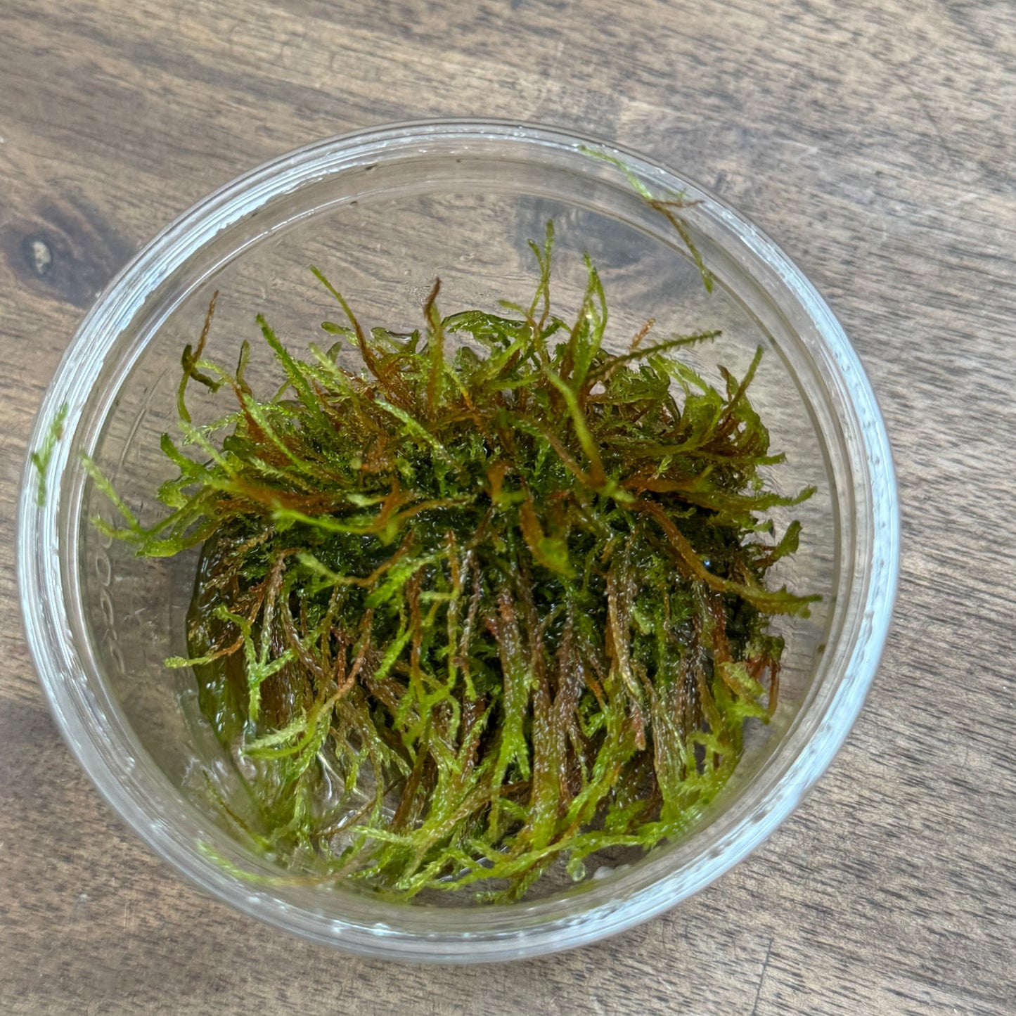 Vesicularia ferriei | Invitro