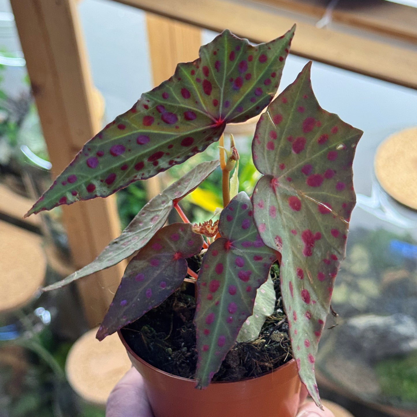 Begonia amphioxus x malachosticta