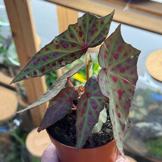 Begonia amphioxus x malachosticta