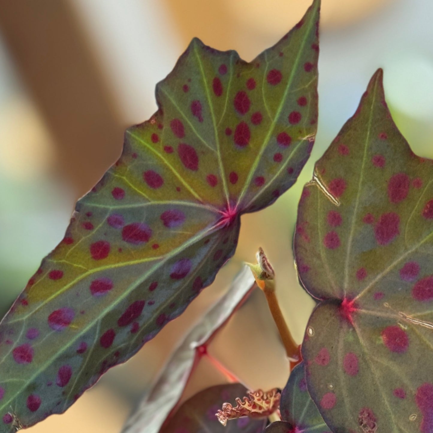 Begonia amphioxus x malachosticta