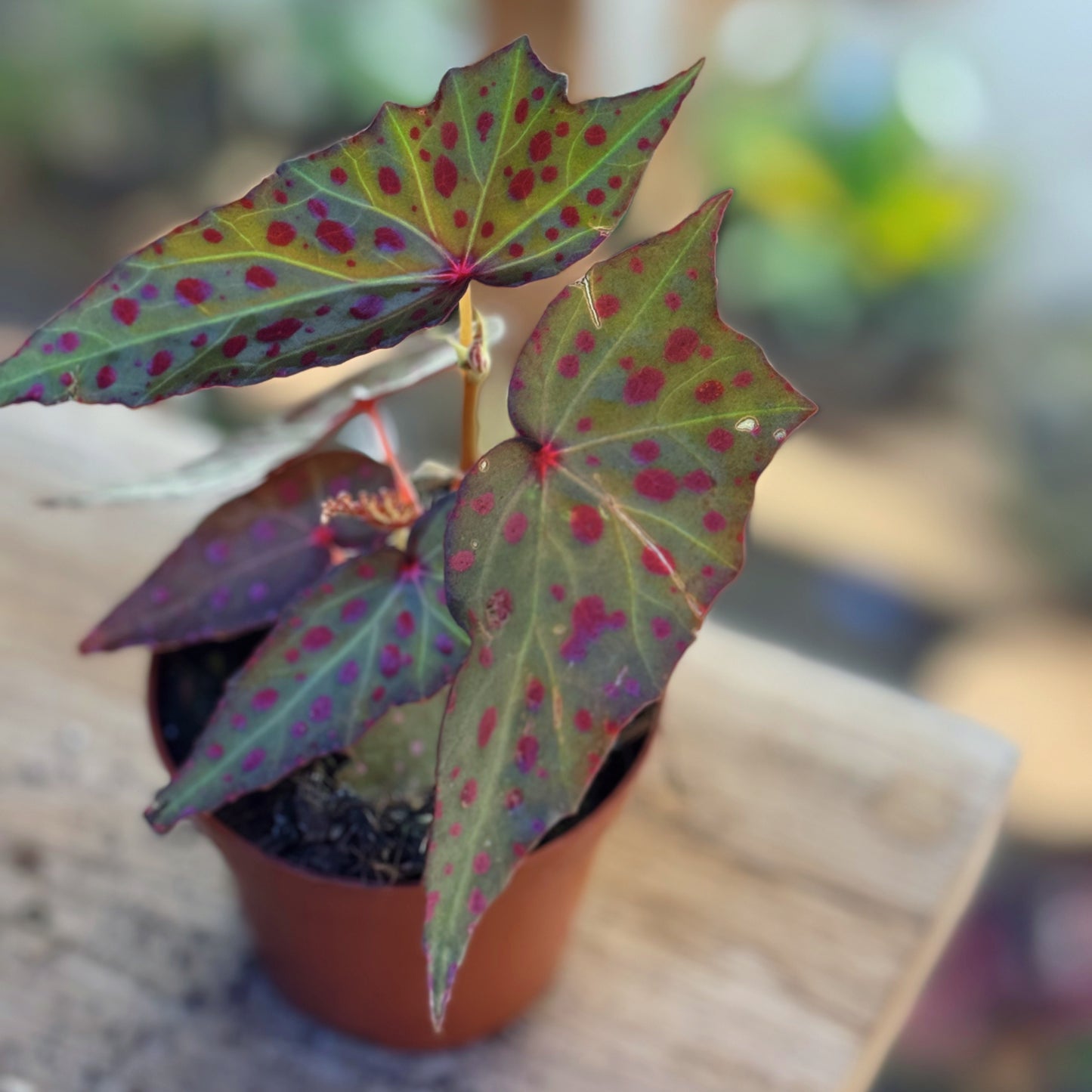 Begonia amphioxus x malachosticta