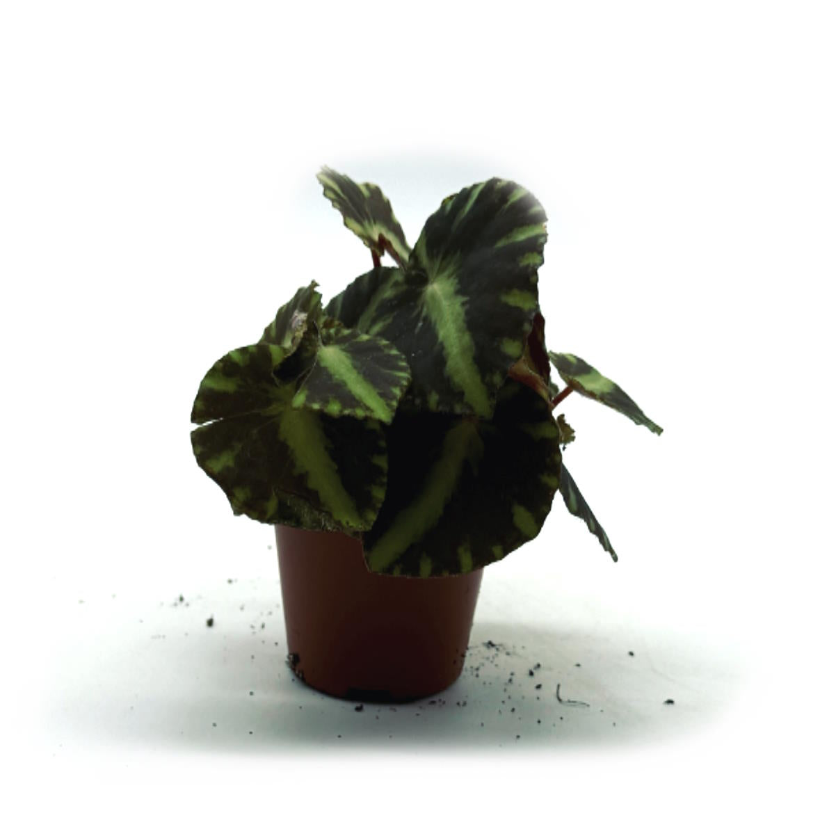 Begonia cleopatrae CleopatraBegonie pflanzenimglas.de