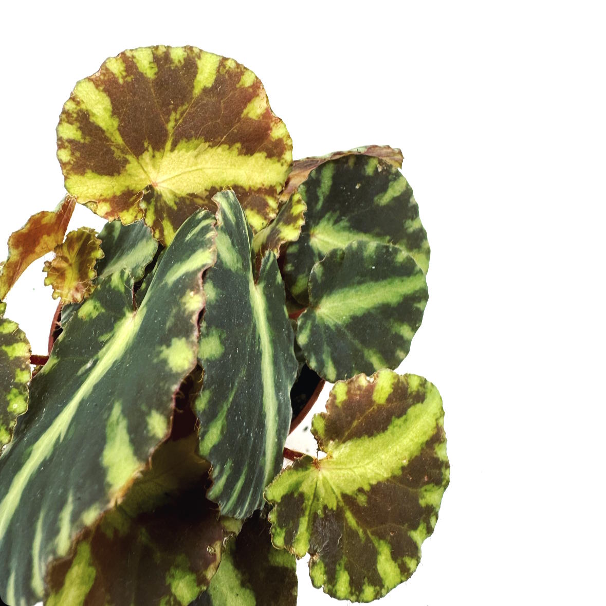 Begonia cleopatrae | Cleopatra-Begonie – pflanzen-im-glas.de