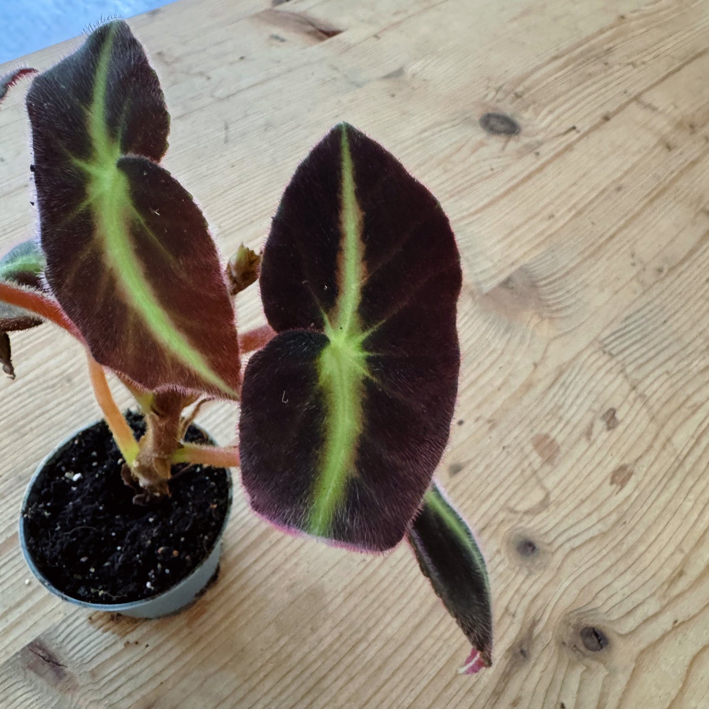 Begonia listada