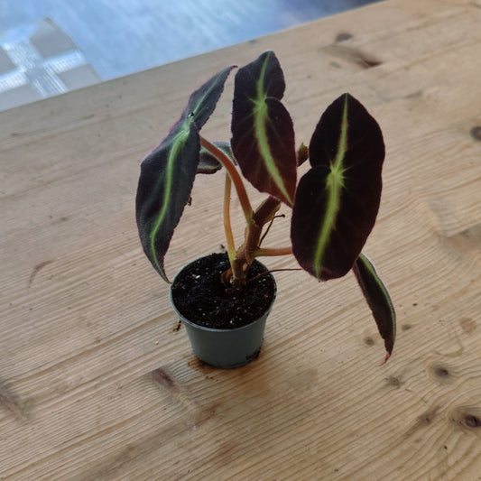 Begonia listada