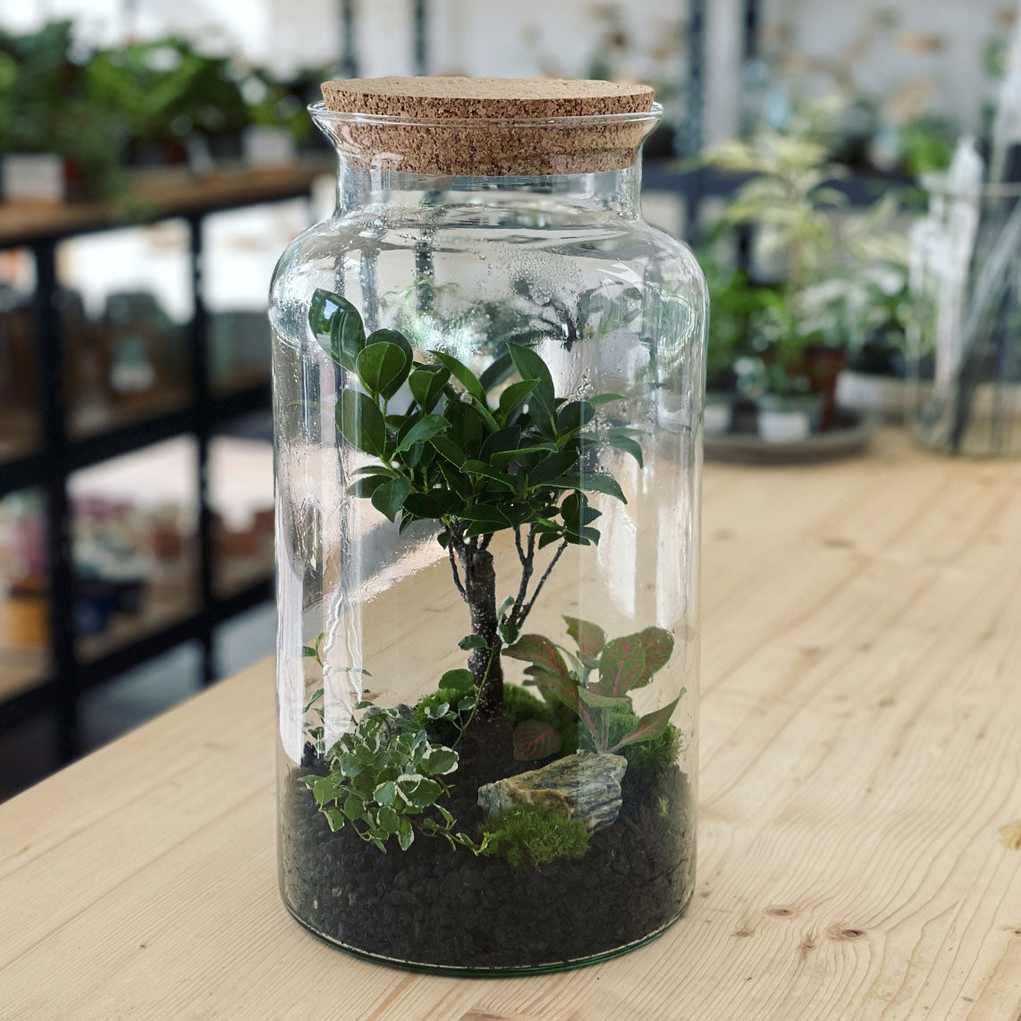 Flaschengarten ‚Bonsai - Ficus‘-DIY-Set