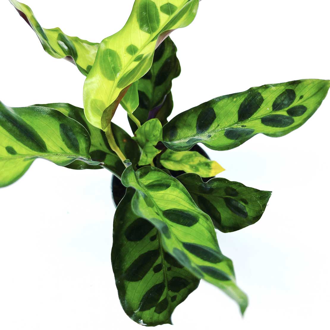Calathea lancifolia | Goeppertia lancifolia | Korbmarante, Pfeilwurz