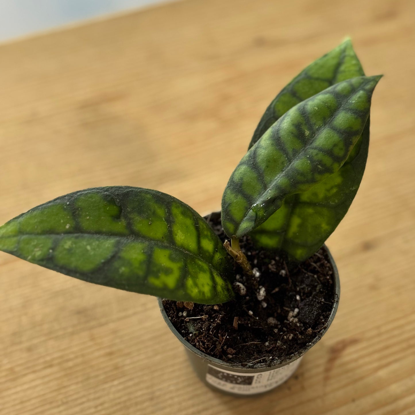 Hoya callistophylla 'Black Cat'  (Babypflanze / Steckling)