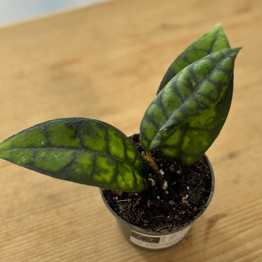 Hoya callistophylla 'Black Cat'  (Babypflanze / Steckling)