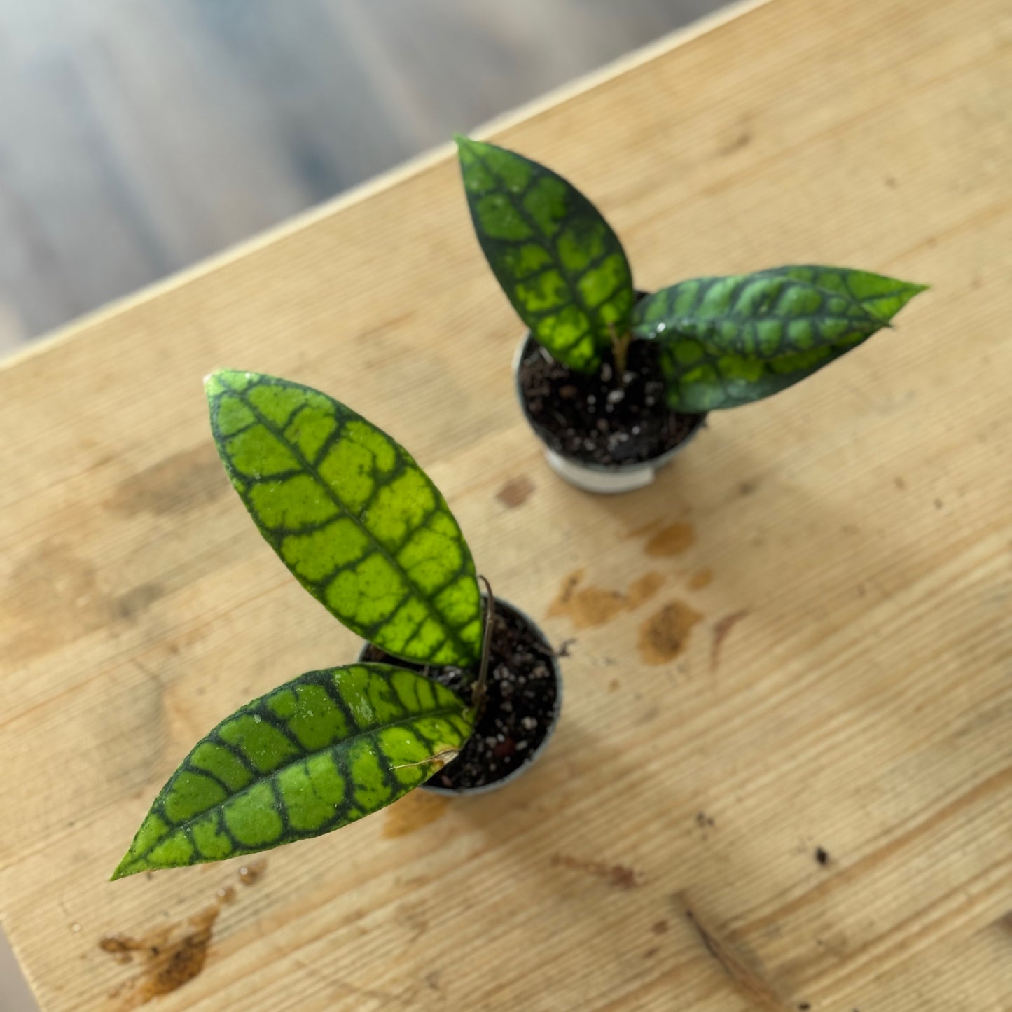 Hoya callistophylla 'Black Cat'  (Babypflanze / Steckling)
