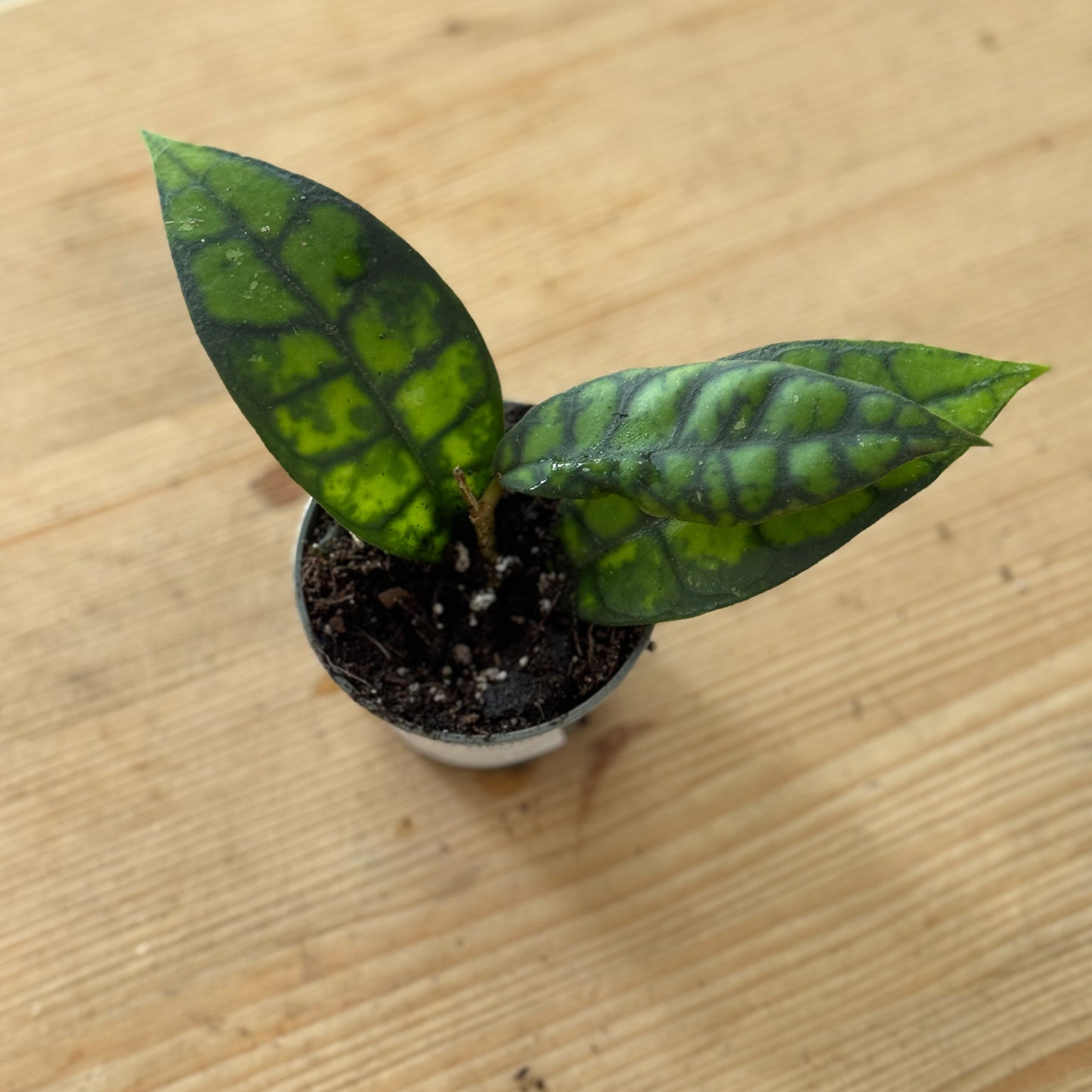 Hoya callistophylla 'Black Cat'  (Babypflanze / Steckling)