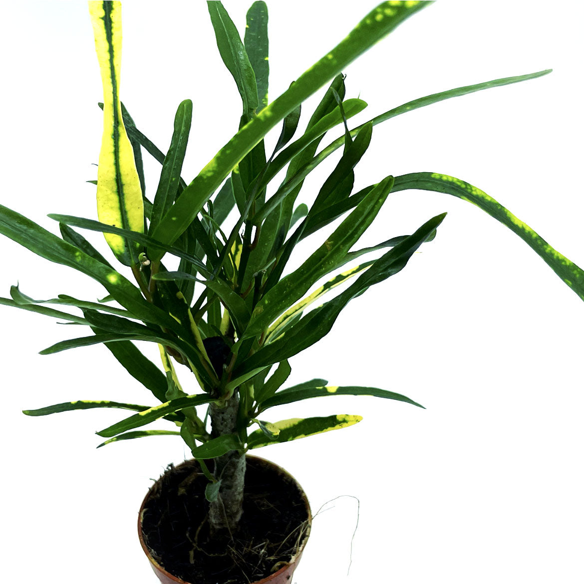 Codiaeum variegatum 'Batik' | Wunderstrauch | Kroton