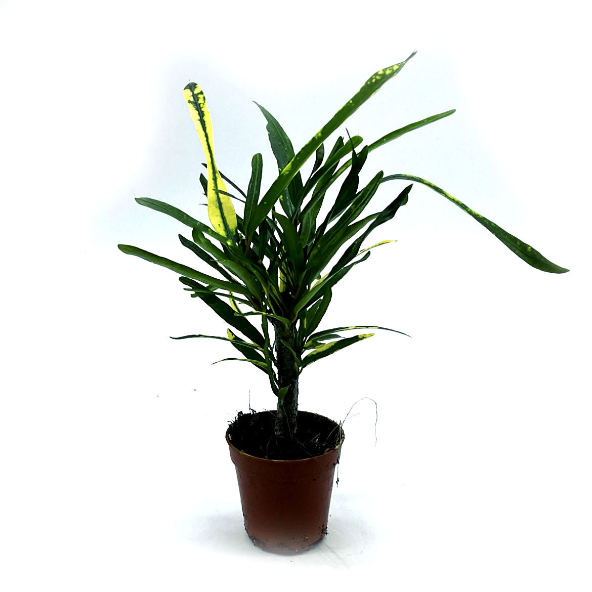 Codiaeum variegatum 'Batik' | Wunderstrauch | Kroton