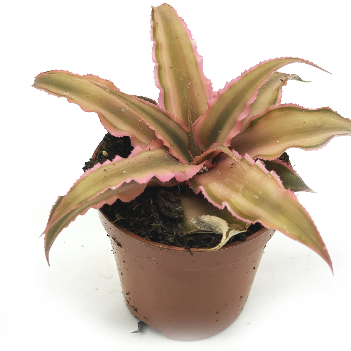 Cryptanthus bivittatus 'Pink Starlite' | Erdbromelie | Erdstern