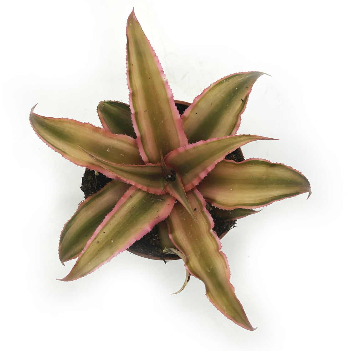Cryptanthus bivittatus 'Pink Starlite' | Erdbromelie | Erdstern