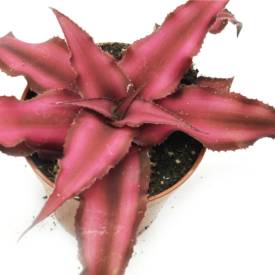 Cryptanthus bivittatus 'Red Star' | Erdbromelie | Erdstern