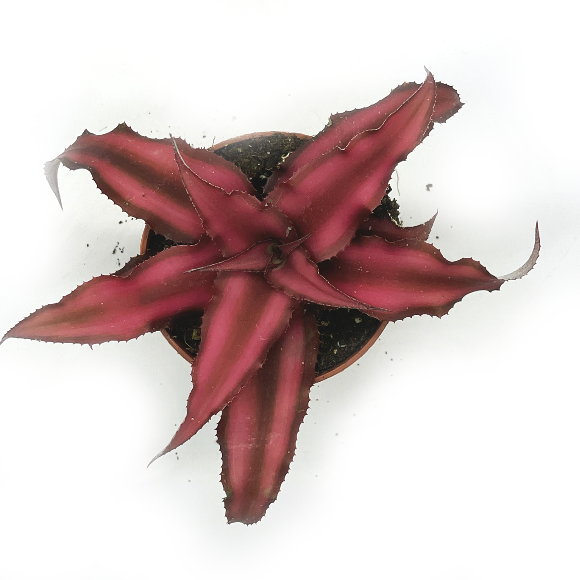 Cryptanthus bivittatus 'Red Star' | Erdbromelie | Erdstern