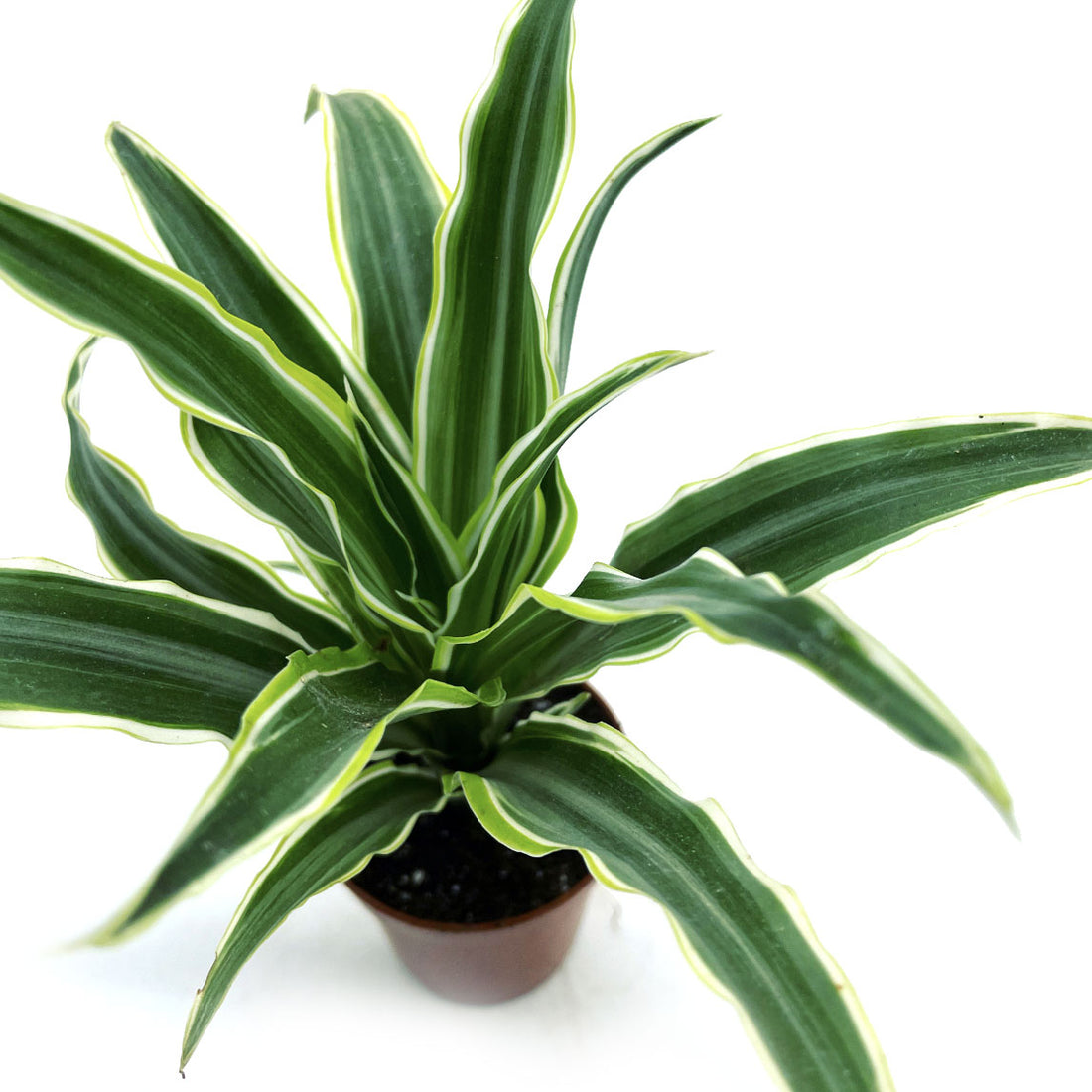 Draceana fragrans 'Surprise' Duftender Drachenbaum pflanzenimglas.de