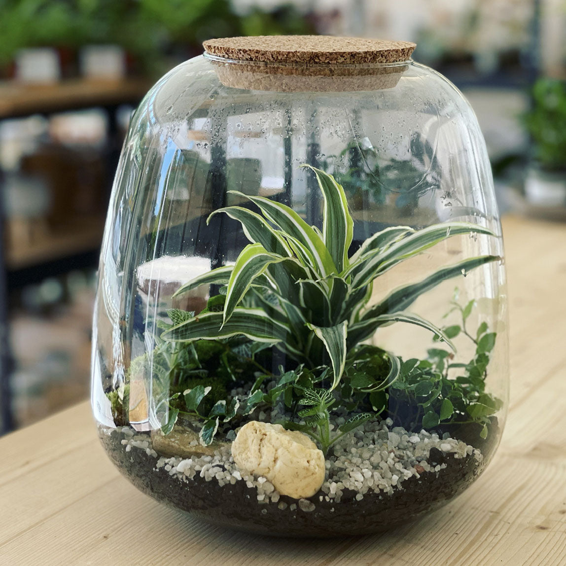 Flaschengarten ‚Großer Urwald - Drachenbaum‘ - DIY-Set – pflanzen-im ...