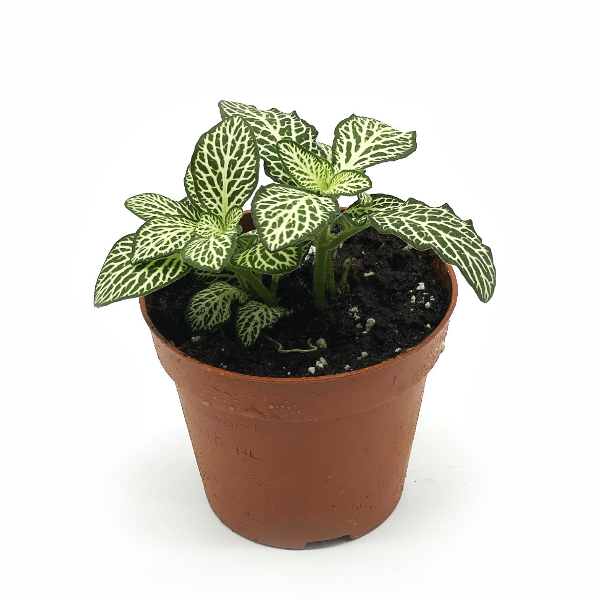 Fittonia albivenis 'Bianco Verde' | ehem. verschaffeltii | Mosaikpflanze