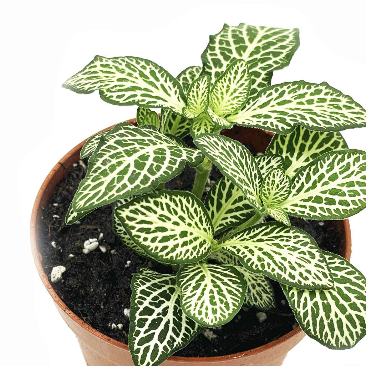 Fittonia albivenis 'Bianco Verde' | ehem. verschaffeltii | Mosaikpflanze